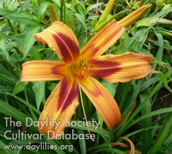 Daylily Parlor Game